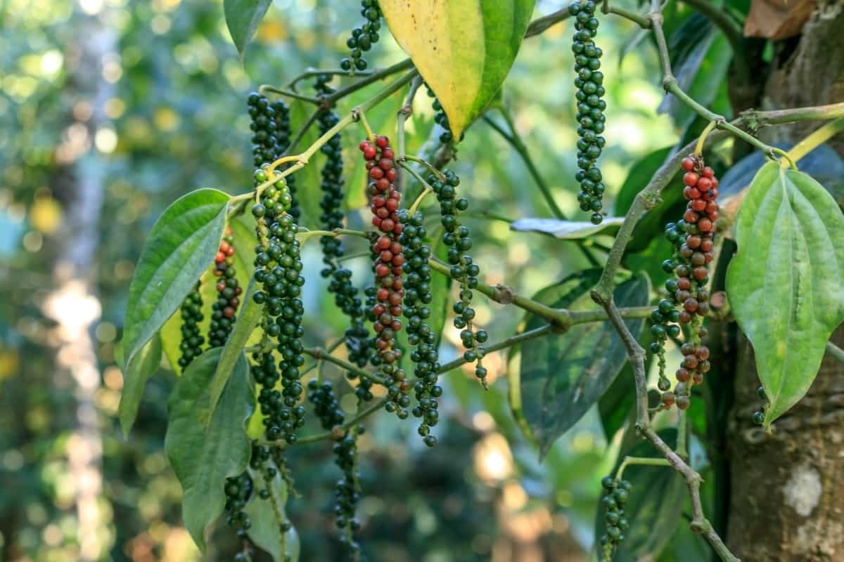 Indian-Black-Pepper-v1.jpg